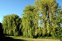 Trauerweiden am Schlossweiher