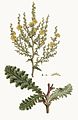 Verbascum sinuatum illustration