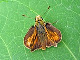 Adult, dorsal view.