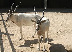 Au parc zoologique de Tachkent.