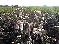 Cotton Field