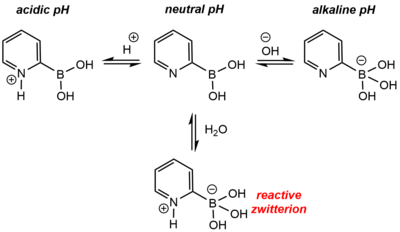 Scheme for the speciation of 2-pyridine boronic acid in aqueous solution