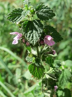 Tummaporro Ballota nigra