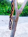 Thai cat snake from Dalgaon, Alipurduar, West Bengal.