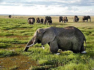 아프리카코끼리 (Loxodonta africana)