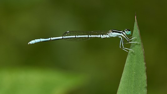 Agriocnemis pieris male