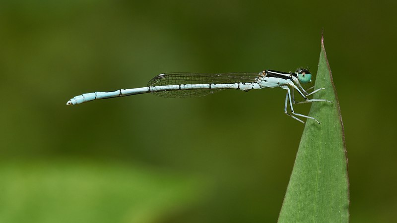 Agriocnemis pieris，属于细蟌科小蟌亚科（英语：Agriocnemidinae）中，小蟌属的小豆娘。