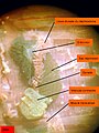 Arenicola marina. Vue d'une néphridie et d'une gonade. Les muscles transversaux qui masquent partiellement ces organes ont été sectionnés