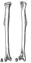 Illustration of a macaw lower leg bone