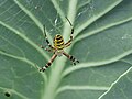 Argiope bruennichi, ženka