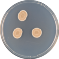 Aspergillus heyangensis growing on CYA plate