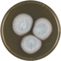 Aspergillus nishimurae growing on MEAOX plate