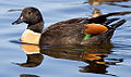 Australian Shelduck