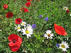 Bleuets, coquelicots et marguerites des champs