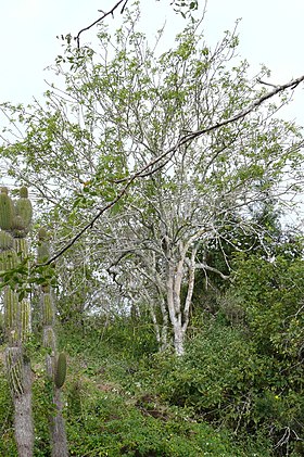 Bursera graveolens