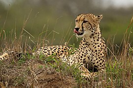 Cheetah (Acinonyx jubatus) female 2