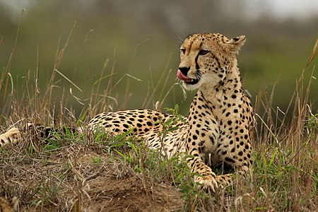 Female cheetah, by Charlesjsharp