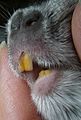 The incisors of rats, mice and other rodents never stop growing.