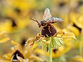 Image 55Eastern cicada killer perched on a black-eyed susan