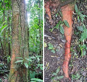 Clarisia racemosa