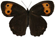 Adult, dorsal view.