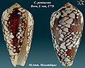 Conus pennaceus Born, I. von, 1778