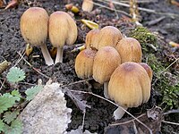 Several Coprinus micaceus fruit bodies