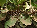 Fruits of Cordia goetzei