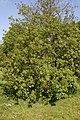 Sommacco americano (Cotinus obovatus)