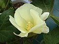 Cotton plant flower cultivated in a pot in Barcelona