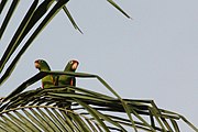 A green parrot with red shoulders and forehead, and white eye-spots