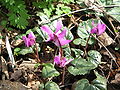 Cyclamen pseudibericum