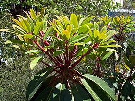 Daphniphyllum macropodum