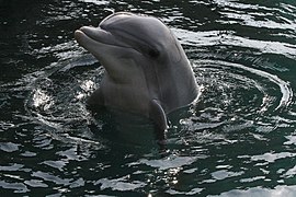 Grand Dauphin sortant la tête de l'eau.