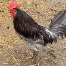 A standing male chicken with a red comb and waddles and dark blue feathers.