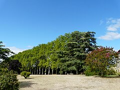 L'allée de platanes.