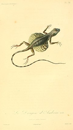 Description de l'image Draco lineatus 1831.jpg.