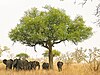 Elephants around tree in Waza National Park