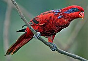A red parrot with a dark blue streak behind the eyes, dark blue eye-spots, and black-tipped wings