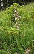 Marsh helleborine