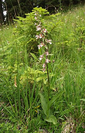 Epipactis palustris