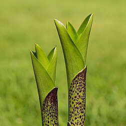 Detalhe de um Eucomis (flor-de-abacaxi). A flor se desenvolve a partir do caule com pintas escuras. Técnica do empilhamento de foco (focus stacking) de 16 imagens. Nativa do sul da África, são plantas perenes bulbosas com rosetas basais de folhas e caules robustos cobertos por flores em forma de estrela com um tufo de brácteas verdes no topo, lembrando superficialmente um abacaxi — daí o nome comum. (definição 3 329 × 3 329)