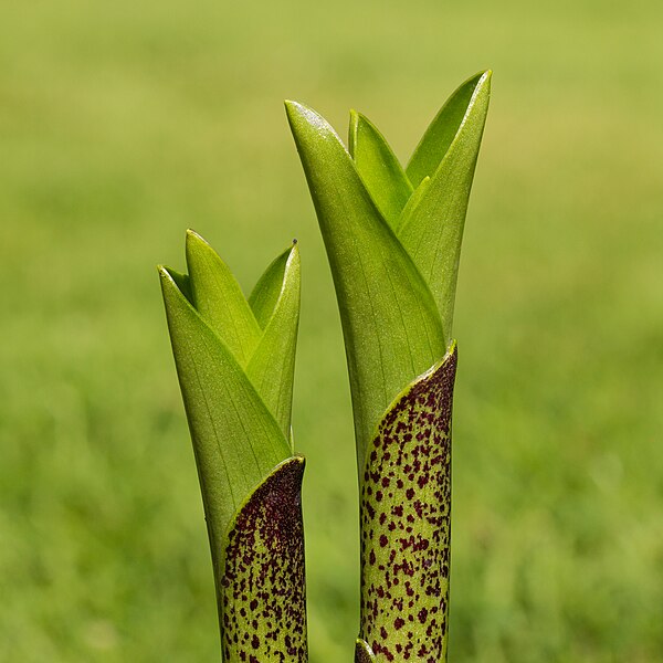 圖為鳳梨百合（Eucomis），上方苞片由漂亮的班點色莖發展而成。由16張照片疊焦而成。