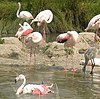 Greater Flamingo which visits in large flocks of over 1000 individuals, from Rann of Kutch of India