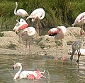 Phoenicopterus roseus