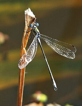 Sirokeijukorentokoiras (Lestes sponsa)