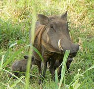 Femelle phacochère commun avec 2 petits.