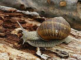 Виноградная улитка (Helix pomatia)