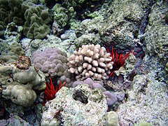 Two Heterocentrotus trigonarius specimens on a Hawaiian reef