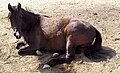 Little black mare as a coming-2 year old, about a month after I bought her, (March photo) having basically dug her out of a cow pasture, scraggly winter coat and about as butt-ugly as she ever could be! Talk about fading black!